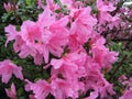 Large Pink Azalea Flowering Shrub Royalty Free Stock Photo