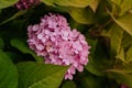 Large pink blooming hydrangea in drops of water under an automatic watering system. Water dust in the air needs hydrangea ( Royalty Free Stock Photo