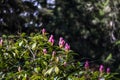 Large pink buds on top of a rhododendron tree Royalty Free Stock Photo