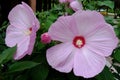 Closeup of large pink China rose or botanical name Hawaiian hibiscus Royalty Free Stock Photo