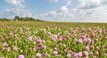 Large pink clover meadow under blue sky