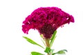 A large pink cocks comb flower on white