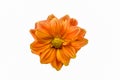 Orange dahlia flower in full bloom isolated on a white background Royalty Free Stock Photo