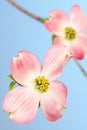 Large pink dogwood flower Royalty Free Stock Photo