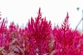 Large pink flower Amaranth purple. Macro photography of a terry flower, green leaves.