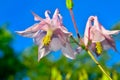 Large pink flower bell grows in the summer in garden Royalty Free Stock Photo