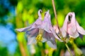 Large pink flower bell grows in the summer in garden Royalty Free Stock Photo