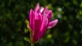 Large pink flower bud Magnolia Susan Magnolia liliiflora x Magnolia stellata. Beautiful blooming in spring garden Royalty Free Stock Photo