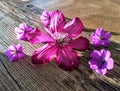 Pink and purple flowers on wooden table Royalty Free Stock Photo
