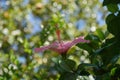 Dreamlike Profile of Pink Flower