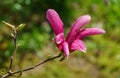 Large pink flower Magnolia Susan Magnolia liliiflora x Magnolia stellata against blurred green background. Beautiful blooming Royalty Free Stock Photo