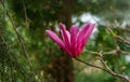 Large pink flower Magnolia Susan Magnolia liliiflora x Magnolia stellata against blurred green background. Beautiful blooming Royalty Free Stock Photo