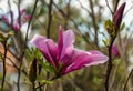 Large pink flower Magnolia Susan Magnolia liliiflora x Magnolia stellata against blurred green background. Beautiful blooming Royalty Free Stock Photo