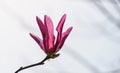 Large pink flower Magnolia Susan Magnolia liliiflora x Magnolia stellata on white snow with grey strips background. Royalty Free Stock Photo