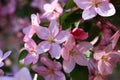 Flowering sprig of apple tree.