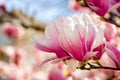 large pink flowers of magnolia soulangeana tree in full bloom Royalty Free Stock Photo