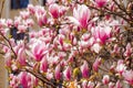 large pink flowers of magnolia soulangeana tree in full bloom Royalty Free Stock Photo