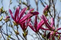 Large pink flowers Magnolia Susan Magnolia liliiflora x Magnolia stellata against blurred green background. Beautiful blooming Royalty Free Stock Photo