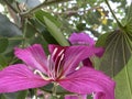 California Garden Series - Hong Kong Orchid Tree Flowers