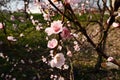 Large pink flowers of plum, peach or apricot in the flowering period of orchards. Sunny spring weather. Blooming garden Royalty Free Stock Photo