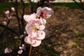 Large pink flowers of plum, peach or apricot in the flowering period of orchards. Sunny spring weather. Blooming garden Royalty Free Stock Photo