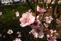 Large pink flowers of plum, peach or apricot in the flowering period of orchards. Sunny spring weather. Blooming garden Royalty Free Stock Photo