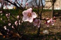 Large pink flowers of plum, peach or apricot in the flowering period of orchards. Sunny spring weather. Blooming garden Royalty Free Stock Photo