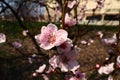 Large pink flowers of plum, peach or apricot in the flowering period of orchards. Sunny spring weather. Blooming garden Royalty Free Stock Photo