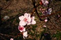 Large pink flowers of plum, peach or apricot in the flowering period of orchards. Sunny spring weather. Blooming garden Royalty Free Stock Photo