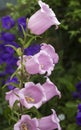 Large pink garden bells grow in the garden