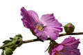 Large pink hibiscus flowers, leaves and buds on a single stalk, white background