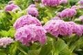 Large pink hydrangea flowers that bloom in the sun. Royalty Free Stock Photo