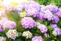 Pink hydrangea flowers pot that bloom in the sun Royalty Free Stock Photo