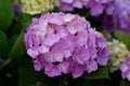 Pink hydrangea flowers pot that bloom in the sun Royalty Free Stock Photo