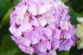 Pink hydrangea flowers pot that bloom in the sun Royalty Free Stock Photo