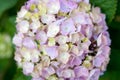 Pink hydrangea flowers pot that bloom in the sun Royalty Free Stock Photo