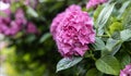 Large pink hydrangea inflorescence in the park area