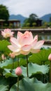 Large pink lotus flower against a backdrop of green foliage and clear blue sky, showcasing the flower\'s elegance and grace Royalty Free Stock Photo