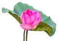 large pink lotus