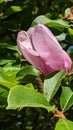 A Majestic Pink Magnolia Blossom in Full Bloom