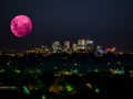 Large Pink moon rising behind Sydney CBD buildings NSW Australia Royalty Free Stock Photo