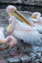 Large pink pelican cleans its feathers on the shore. Large waterfowl exotic birds. Three pelicans on the beach Royalty Free Stock Photo