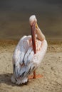 Large pink pelican Royalty Free Stock Photo