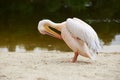 Large pink pelican Royalty Free Stock Photo