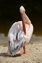 Large pink pelican Royalty Free Stock Photo