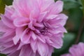 large pink peony on a background of green leaves