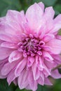 large pink peony on a background of green leaves