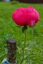 Large pink peony bud covered with dew drops Royalty Free Stock Photo