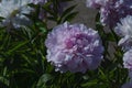 A large pink peony flower amid the green foliage.