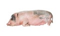 Large pink pig sleeping Royalty Free Stock Photo